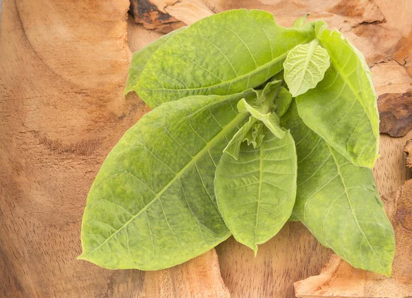 Tobacco leaves (Nicotiana tabacum) — Stock Photo, Image