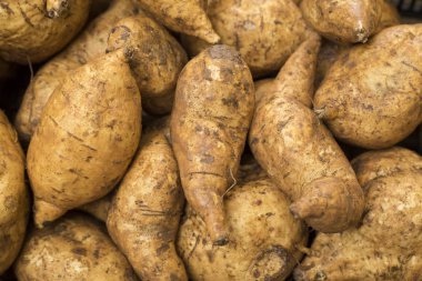 Tatlı yumru - Ipomoea batatas