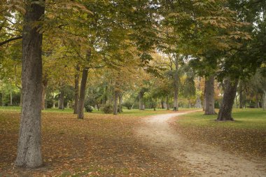 Madrid İspanya. 17 Ekim 2017. 125 hektar ve fazla 15.000 ağaçları ile Park El Retiro.