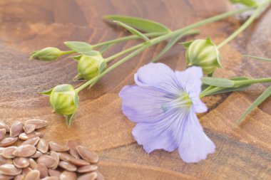 Keten tohumu ve çiçek - Linum usitatissimum