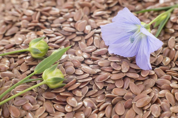 Keten tohumu ve çiçek - Linum usitatissimum — Stok fotoğraf