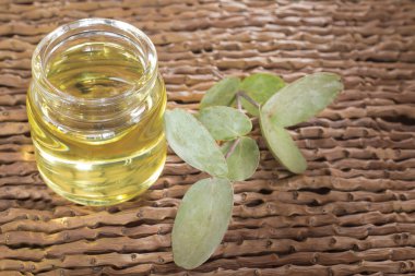 Okaliptüs yaprakları ve petrol (Okaliptüs cinerea)