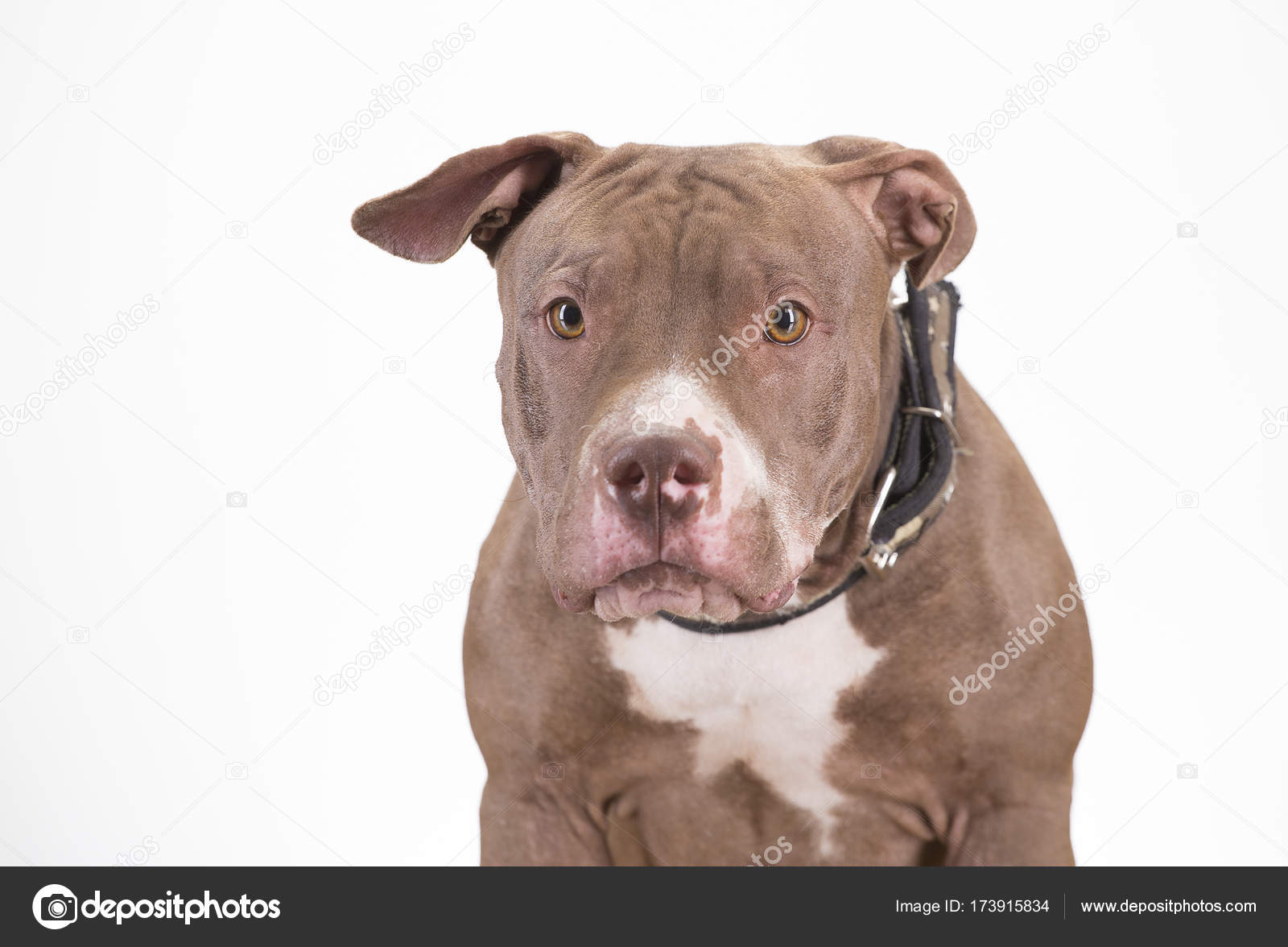 Pitbull raça cão no fundo branco — Foto © Luisecheverriurrea #173915834, image size:1600x1176