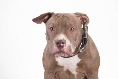 Pitbull doğurmak köpek beyaz arka plan üzerinde