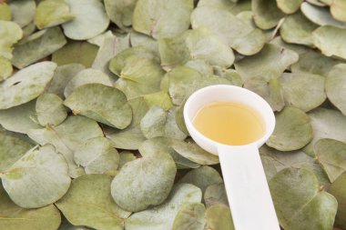 Okaliptüs yaprakları ve petrol (Okaliptüs cinerea)