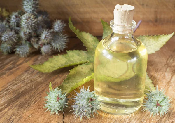 Meyve ve Hint yağı - Ricinus communis