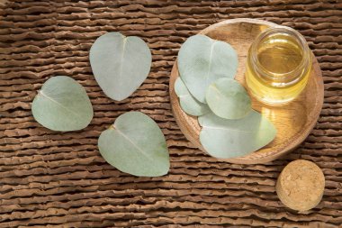 Okaliptüs yaprakları ve petrol (Okaliptüs cinerea)