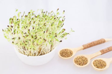 Sprouted alfalfa seeds - Medicago sativa clipart