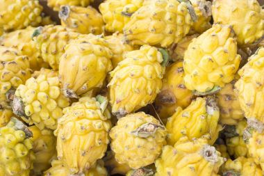 Pitaya ya da sarı dragon meyve - Selenicereus megalanthus