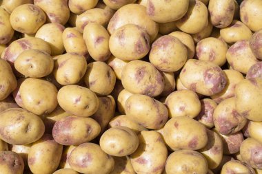 İçinde belgili tanımlık çarşı - Solanum tuberosum patates
