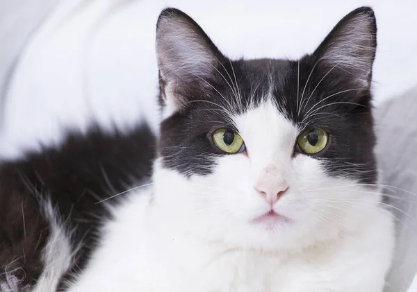 Gato Doméstico Branco Com Manchas Pretas — Fotografia de Stock