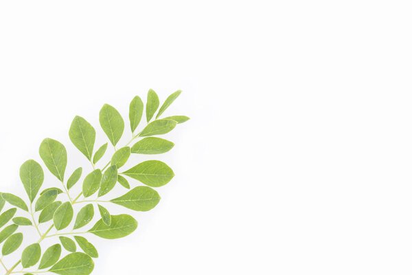 Moringa leaves - Moringa oleifera