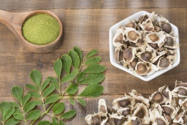 Taze yaprakları, toz ve moringa tohumlar - Moringa oleifera