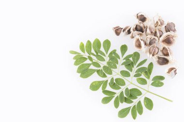 Moringa yaprak ve tohum - Moringa oleifera