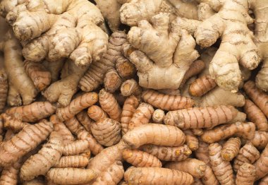 Zerdeçal ve zencefil kökleri. Curcuma longa ve Zingiber officinale