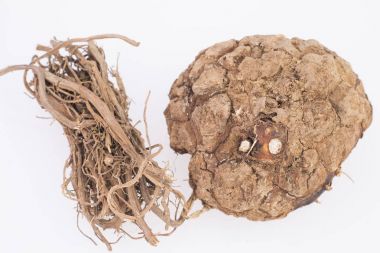 Tıbbi kökler de zarzaparrilla - Smilax aspera