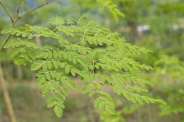 Organic moringa plant - Moringa oleifera clipart