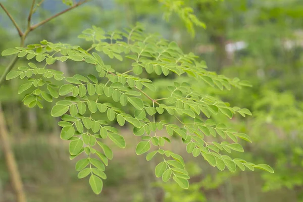 Biologische Moringa Plant Moringa Oleifera — Stockfoto