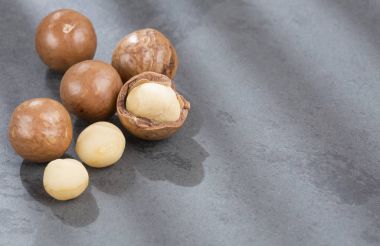 Macadamia fıstığı - Macadamia integrifolia