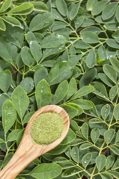 Moringa Voeding Plant Moringa Oleifera — Stockfoto