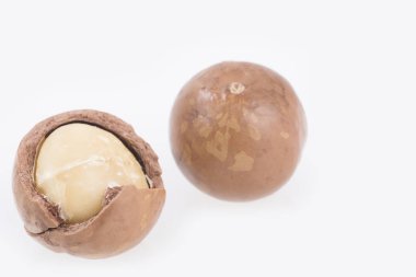Macadamia fıstığı - Macadamia integrifolia