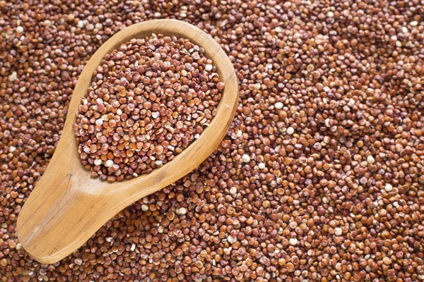 Quinoa Rossa Biologica Nel Cucchiaio Chenopodium Quinoa — Foto Stock