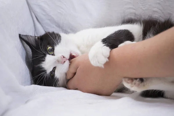 Kat Bijt Woman Hand — Stockfoto