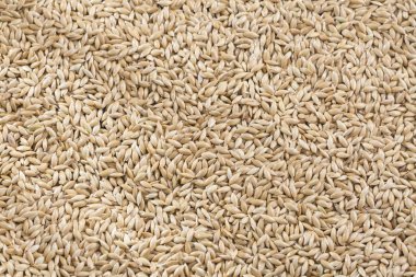 Kanarya tohum - Phalaris canariensis