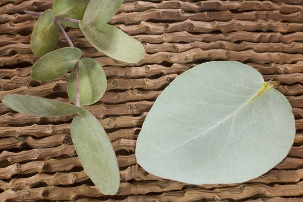 Bladeren Van Zilveren Eucalyptus Eucalyptus Cinerea — Stockfoto