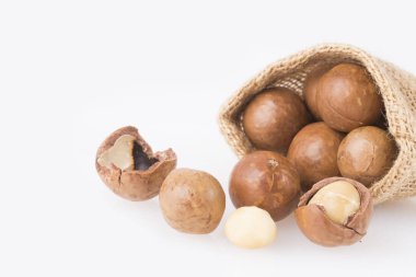 Macadamia fıstığı - Macadamia integrifolia