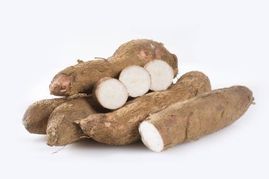 Manyok ham yumru - Manihot esculenta