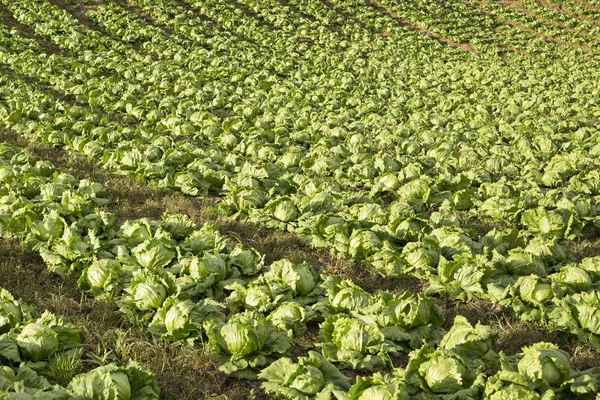 Вирощування Органічного Салату Lactuca Sativa — стокове фото