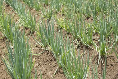 Organik yaprak soğan - Allium fistulosum tarımı