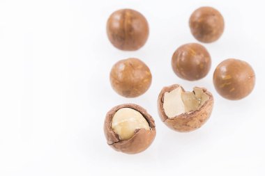 Macadamia fıstığı - Macadamia integrifolia