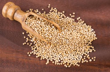 Tahıl hardal - Sinapis alba sarı