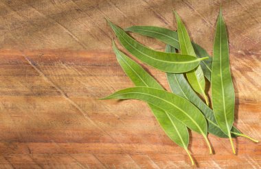 Taze okaliptüs yaprakları - Eucalyptus globulus