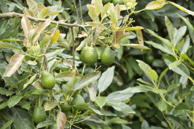 Hass Avokado ağacı ekimi Kolombiya üzerinde