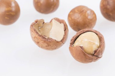 Macadamia fıstığı - Macadamia integrifolia