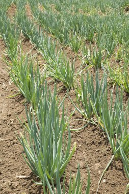 Cultivation of organic leaf onion - Allium fistulosum clipart