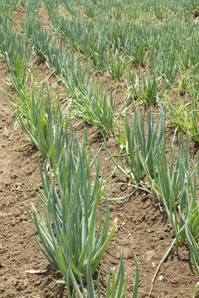 Anbau von Bio-Blattzwiebeln - Allium fistulosum — Stockfoto