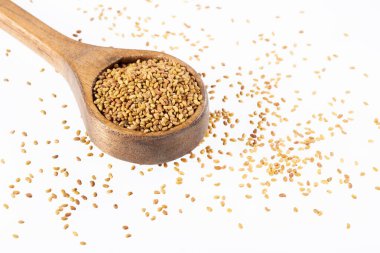 Organik Alfalfa Tohumları - Medicago sativa