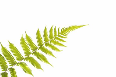 Pteridium aquilinum eğreltiotu - Üst Manzara