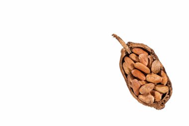 Aromatik kakao çekirdekleri - Theobroma kakao