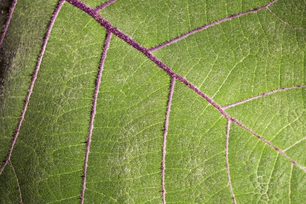 Lulo meyve bitkisinin yaprağı - Solanum quitoense — Stok fotoğraf