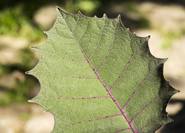 Solanum quitoense - Лист плодового растения луло — стоковое фото