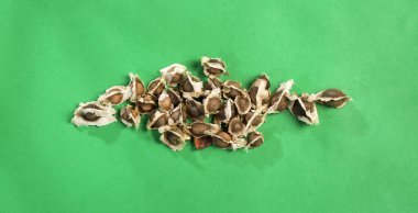 Moringa oleifera - Organik Moringa Tohumları