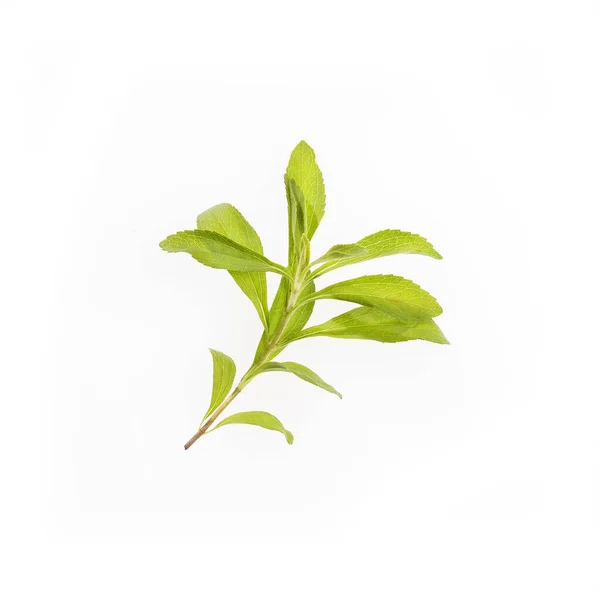 Stevia rebaudiana - Bladeren van de stevia plant — Stockfoto