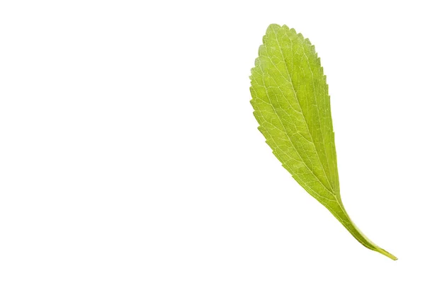 Stevia rebaudiana - Folhas da fábrica de estévia — Fotografia de Stock