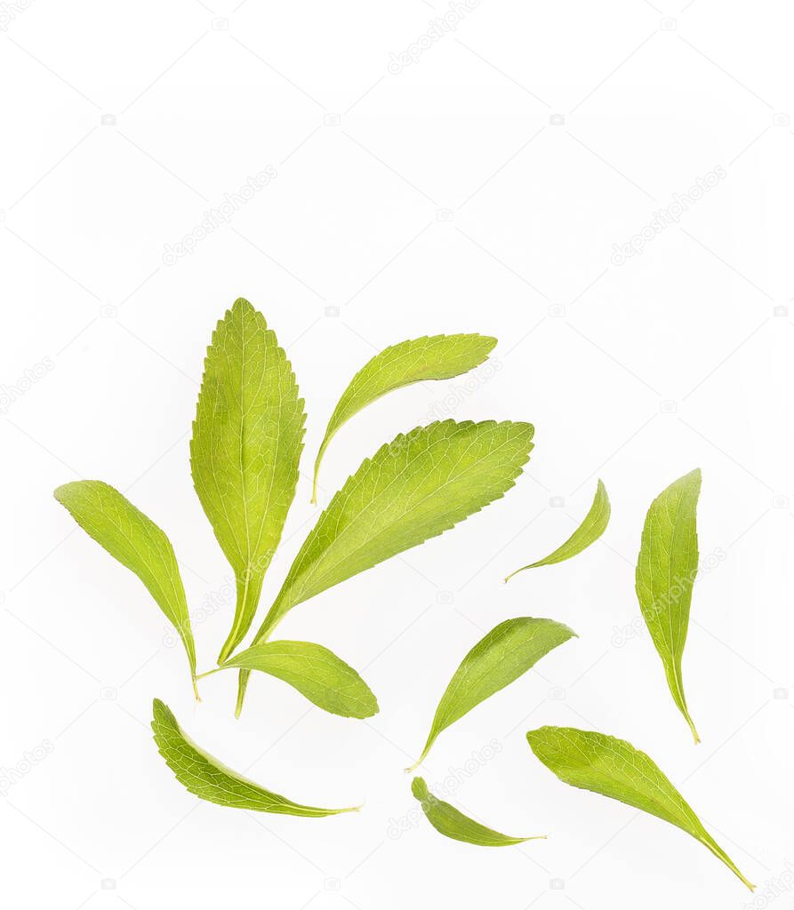 Leaves of the stevia plant - Stevia rebaudiana.