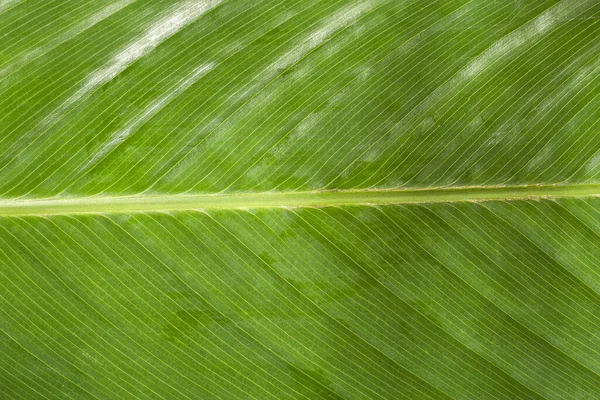 Grüne Blätter Von Bijao Calathea Lutea — Stockfoto